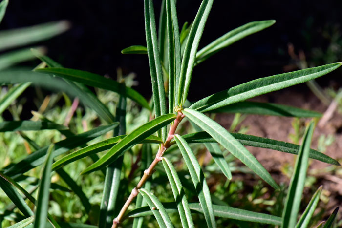 Asclepias angustifolia, Arizona Milkweed